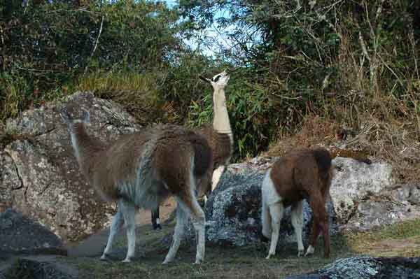Llama - Machu Picchu - Perú 1.jpg